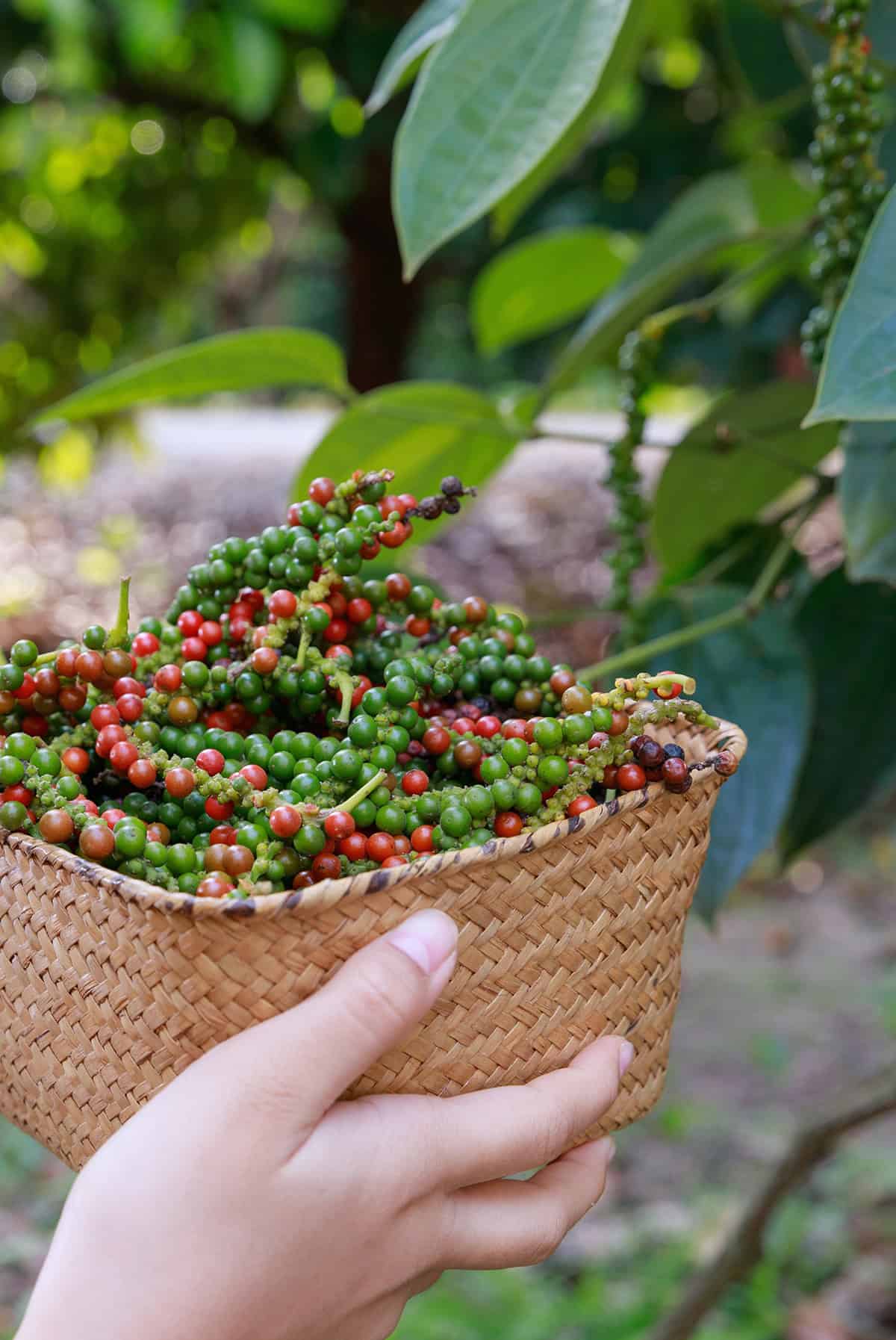 Fruiting & Harvest Black Pepper Plant