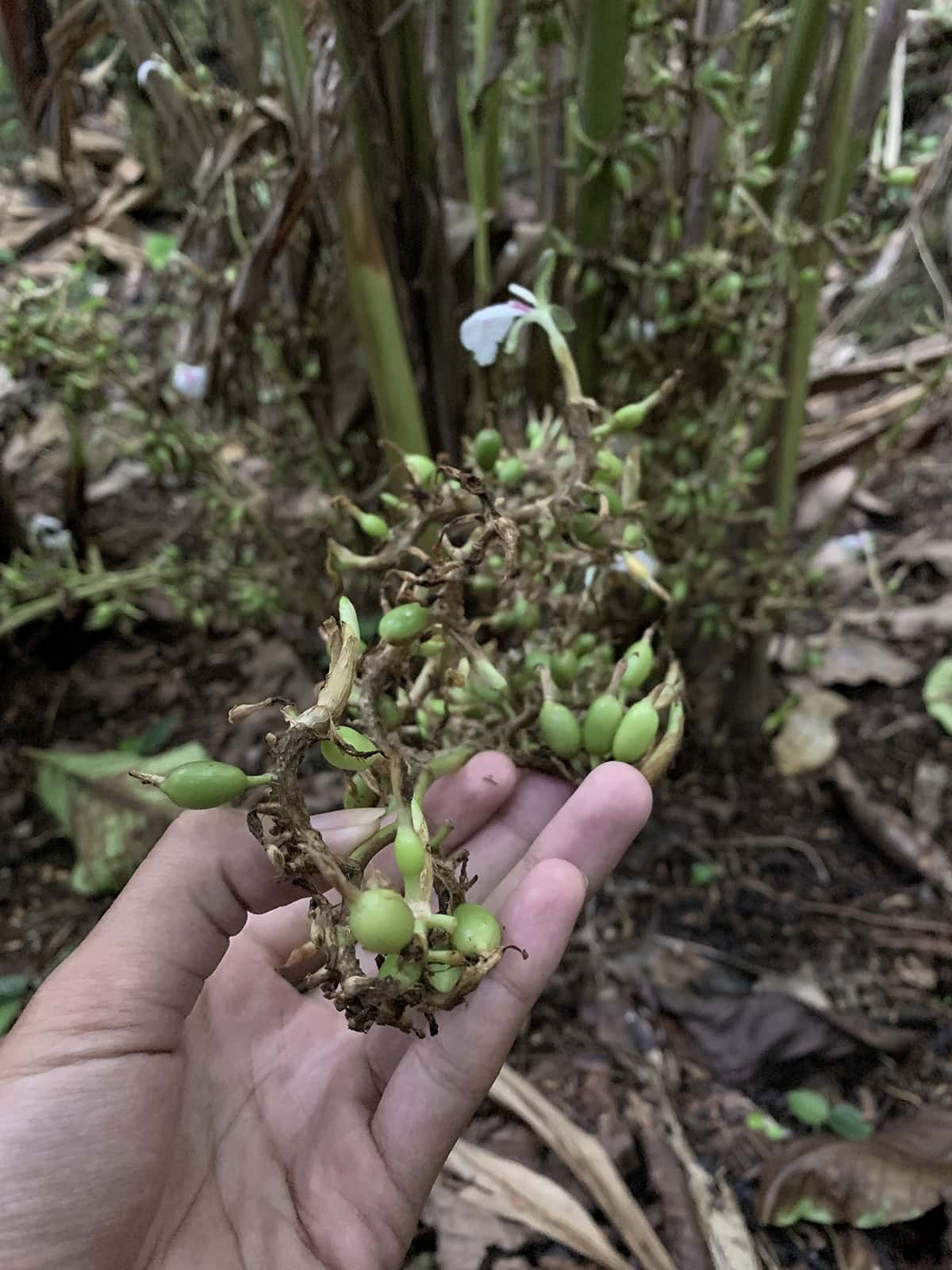 Fruiting & Harvest Cardamom Plant