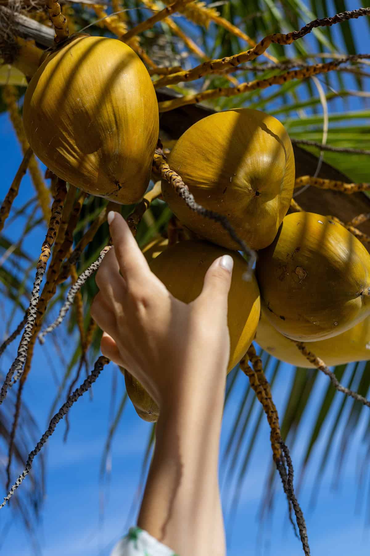 Fruiting & Harvest Coconut Palm