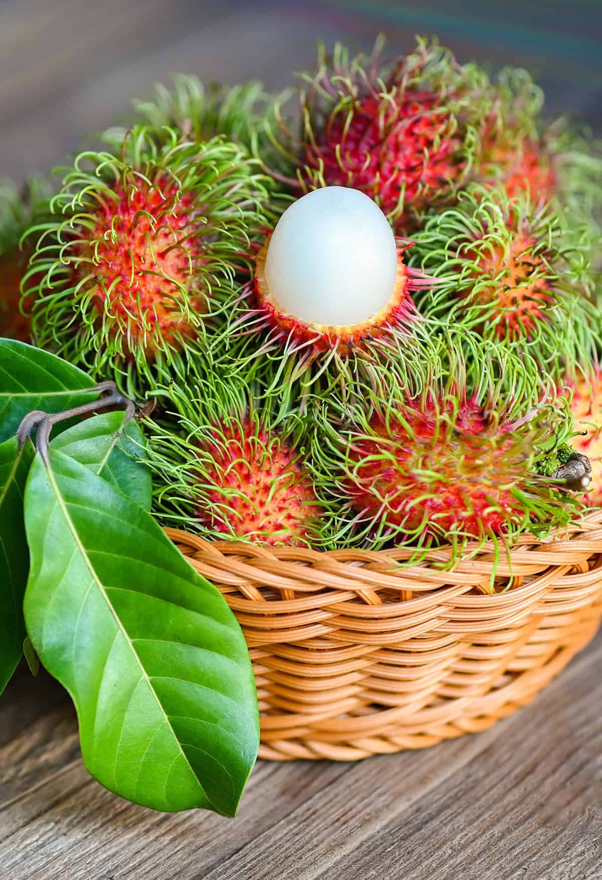 Fruiting & Harvest Rambutan Tree