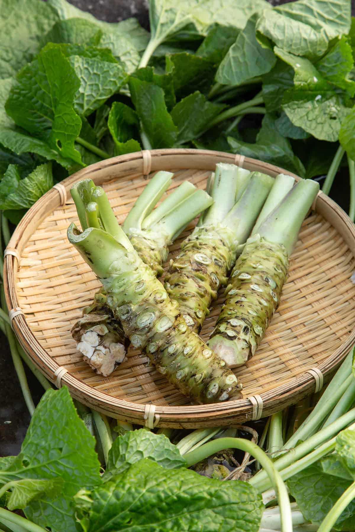 Fruiting & Harvest Wasabi Plant