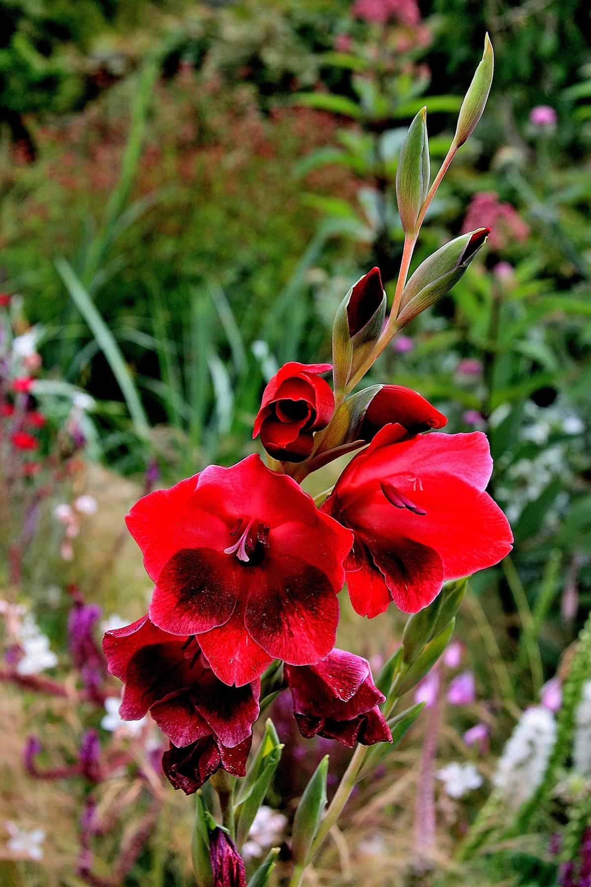 Gladiolus