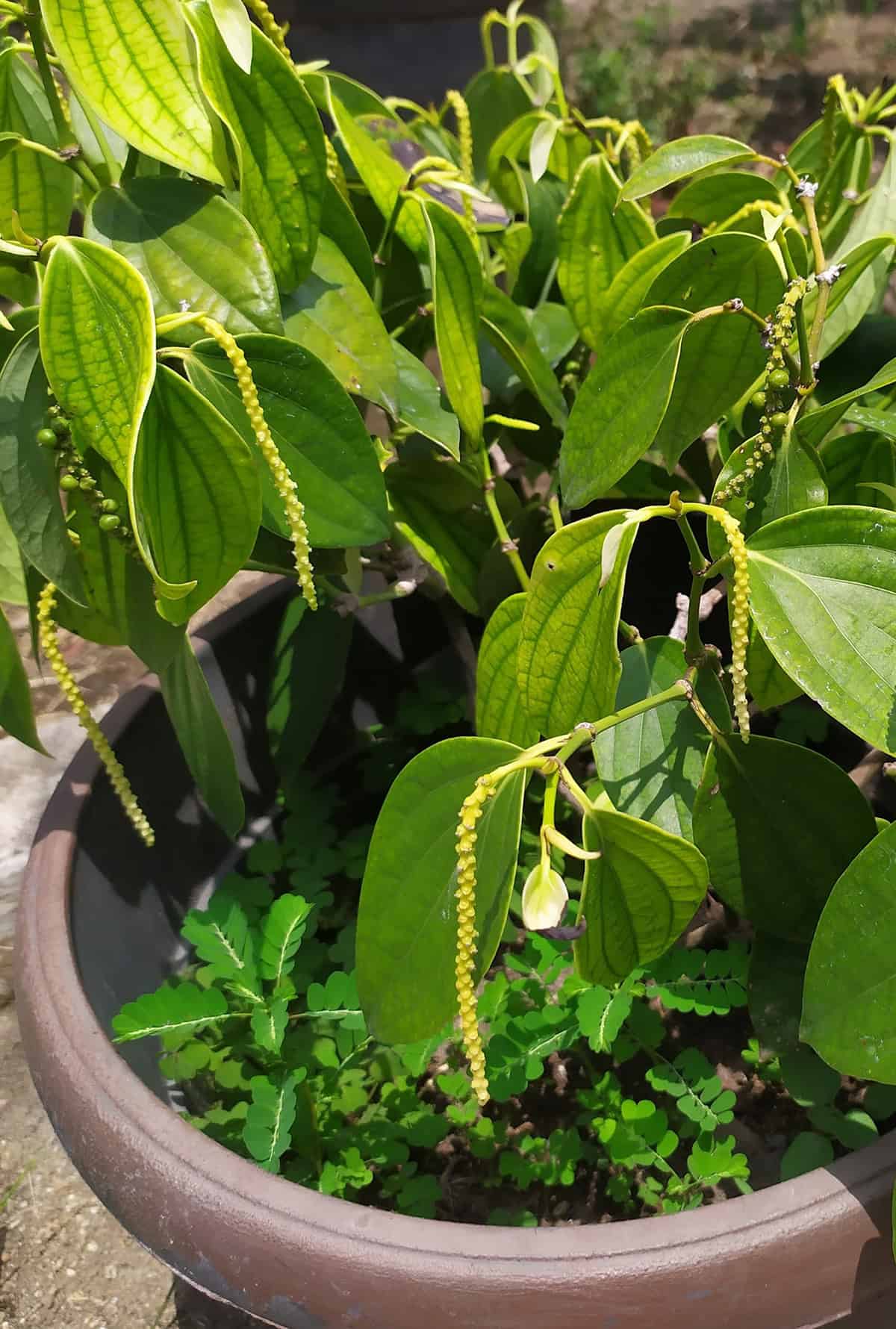 Growing In Containers Black Pepper Plant