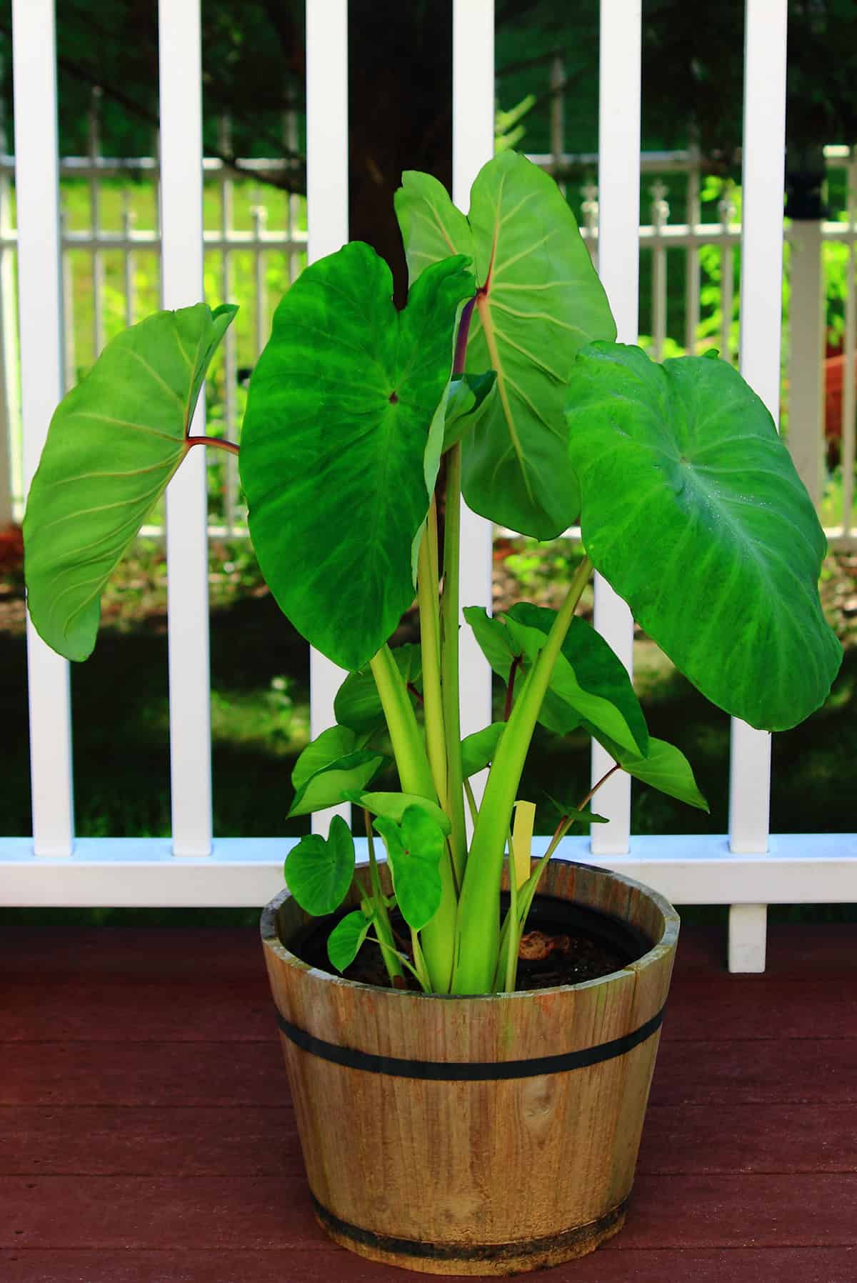 Growing In Containers Taro Plant_1