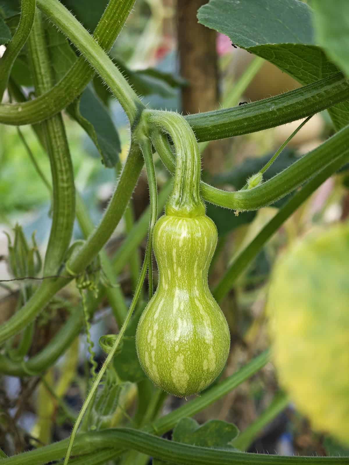 Growth Time Butternut Squash