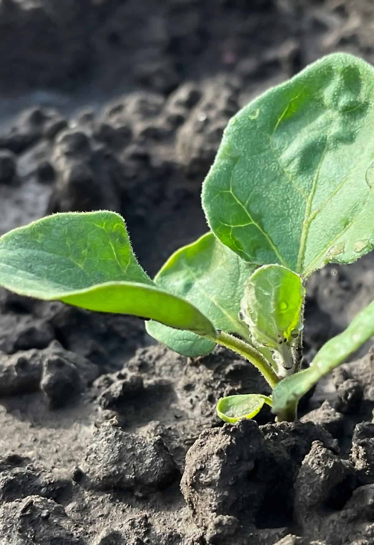 Growth Time Eggplant