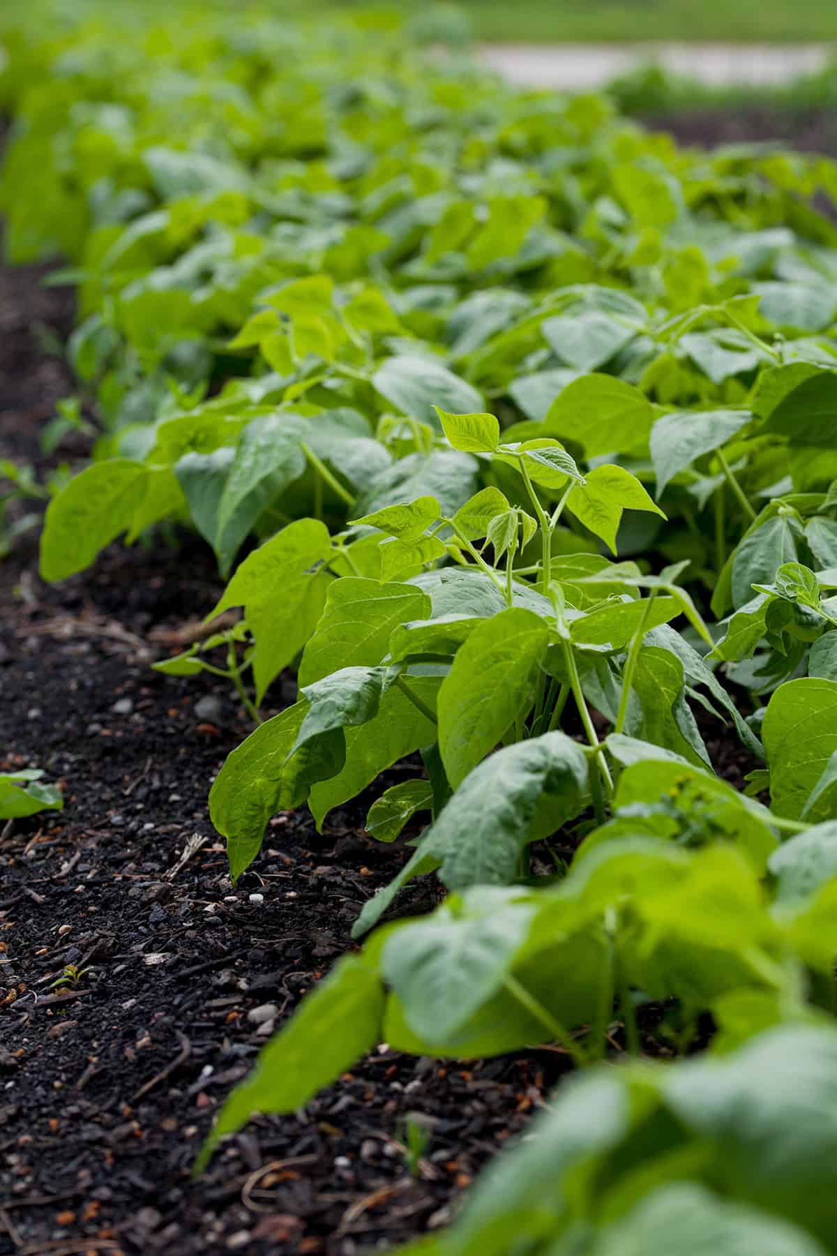 Growth Time Green Bean