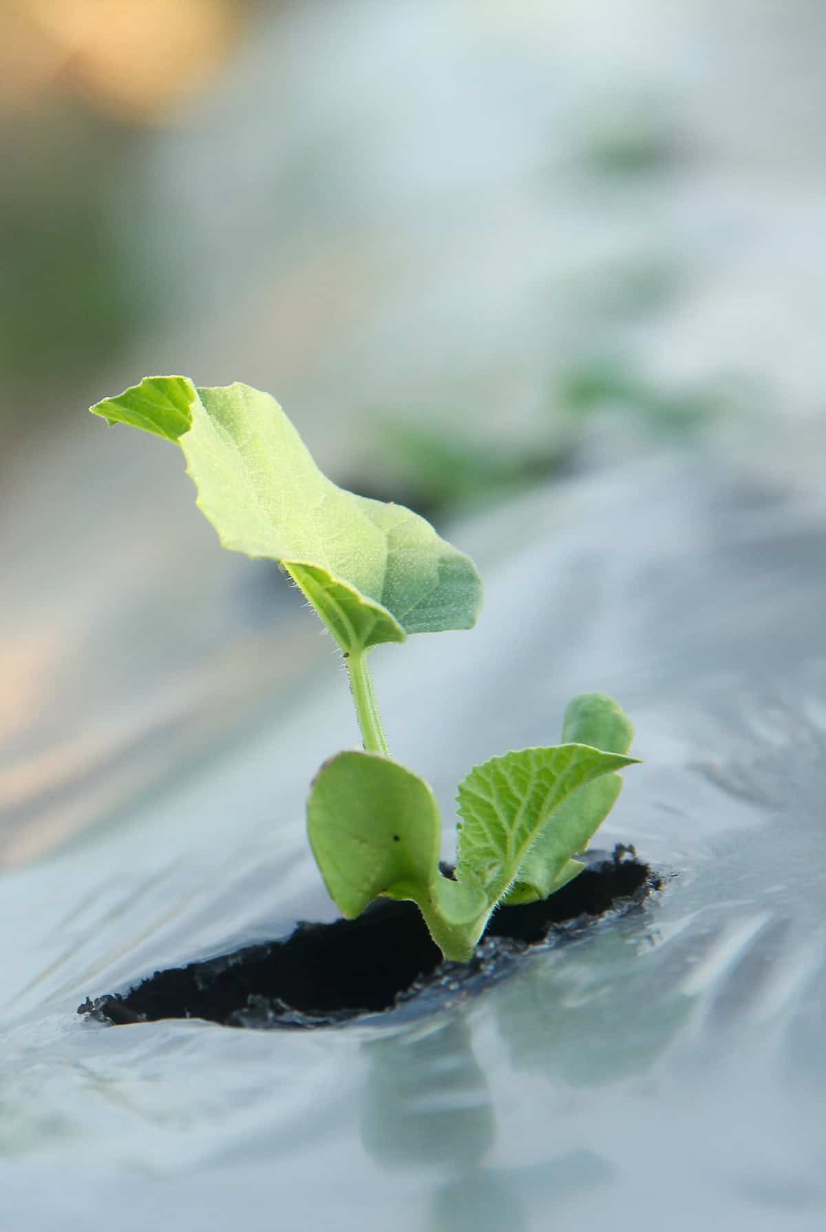 Growth Time Honeydew