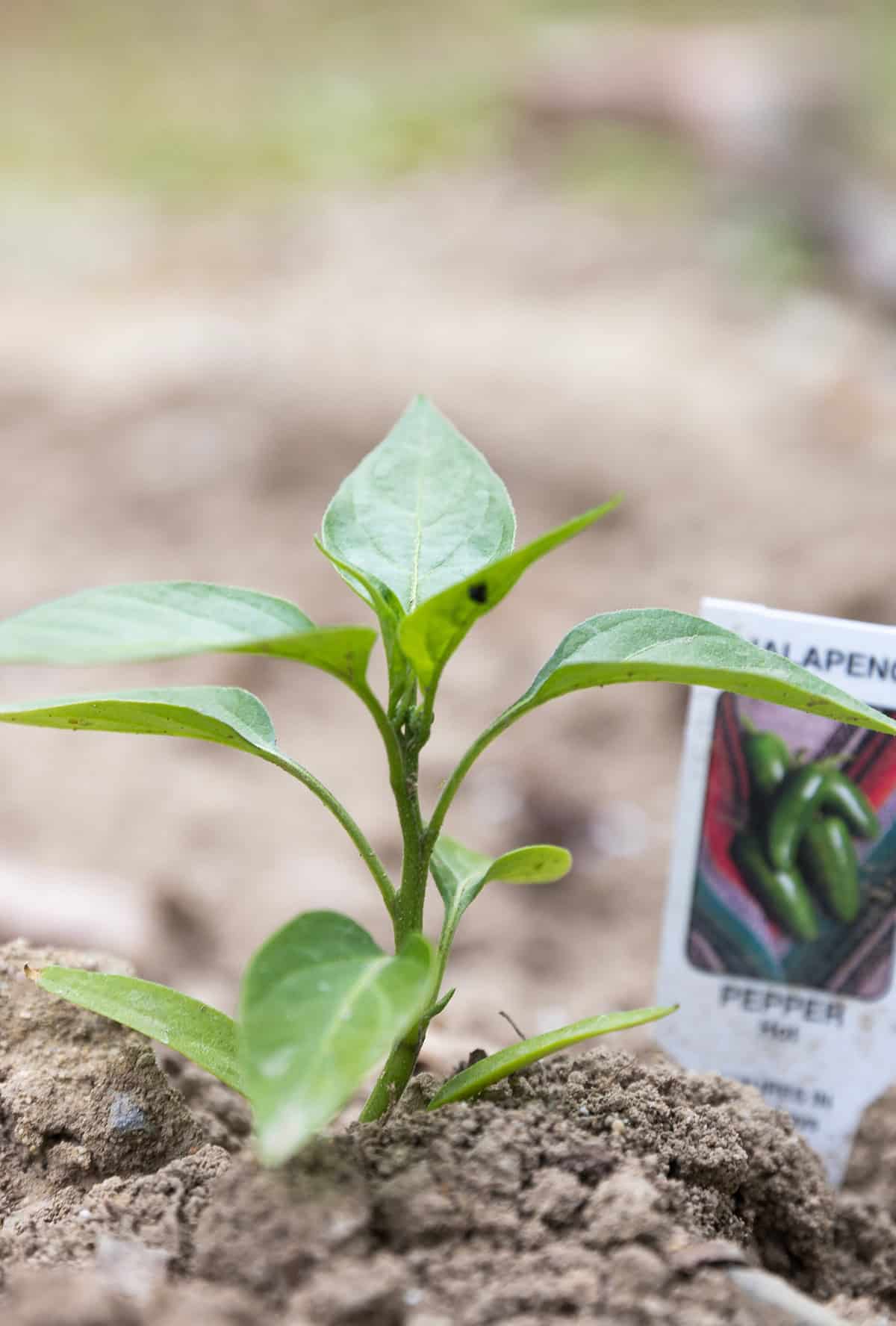 Growth Time Jalapeno Peppers