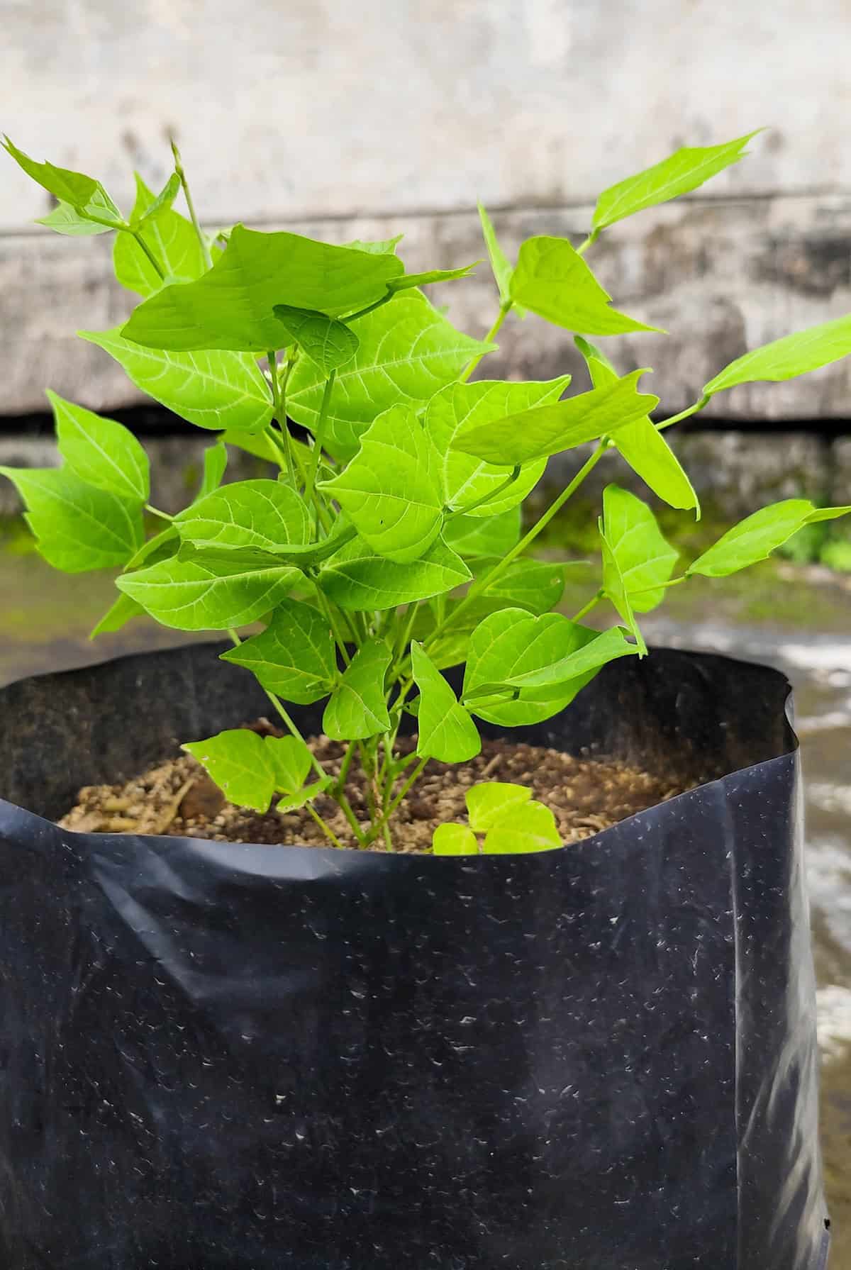 Growth Time Jicama