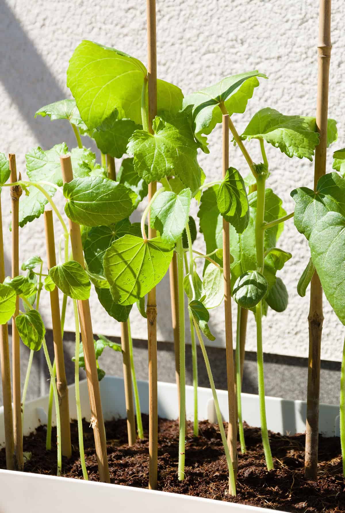 Growth Time Okra Plant