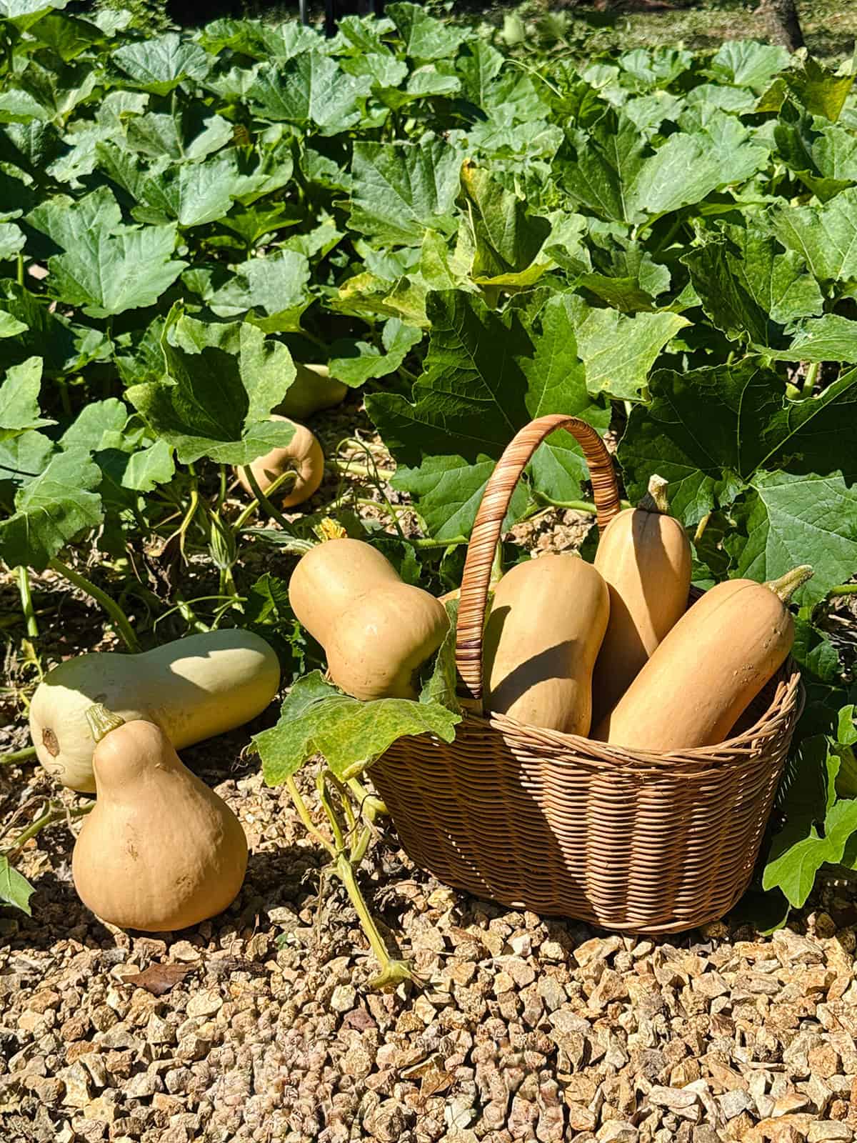 Harvest Butternut Squash