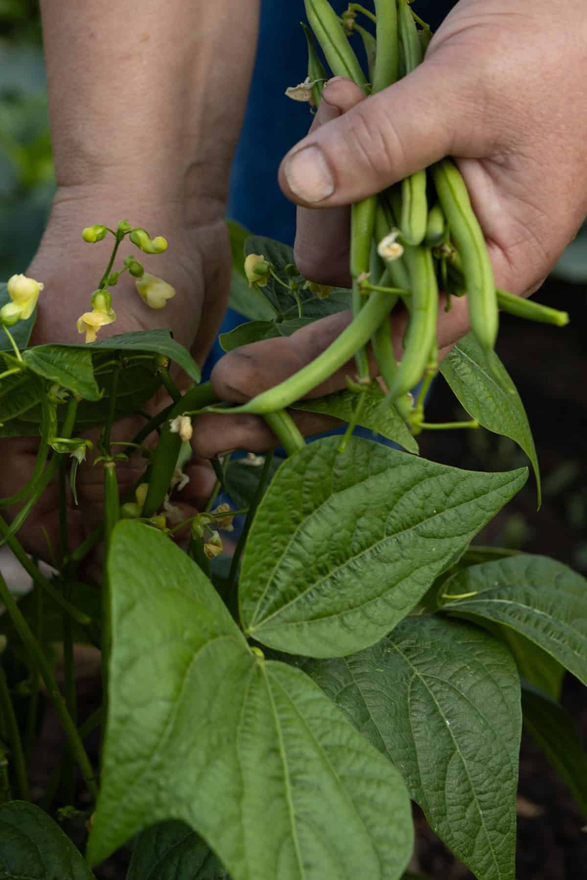 Harvest Green Bean