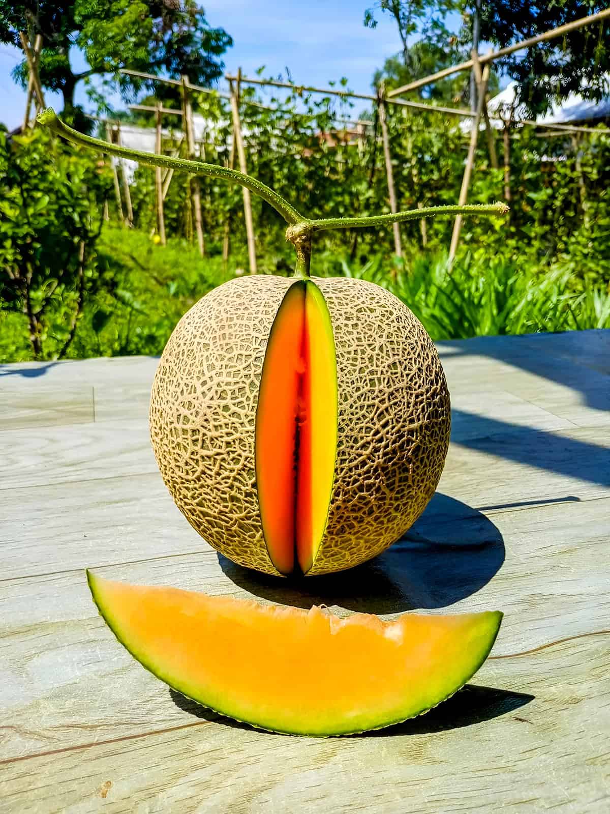 Harvest Honeydew