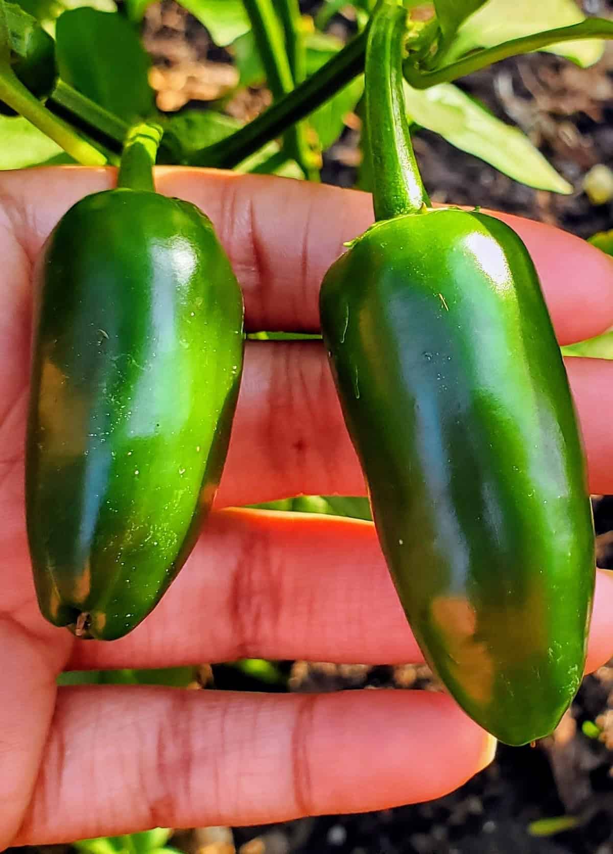 Harvest Jalapeno Peppers
