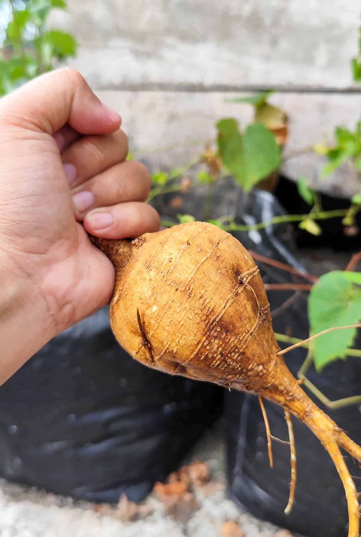 Harvest Jicama