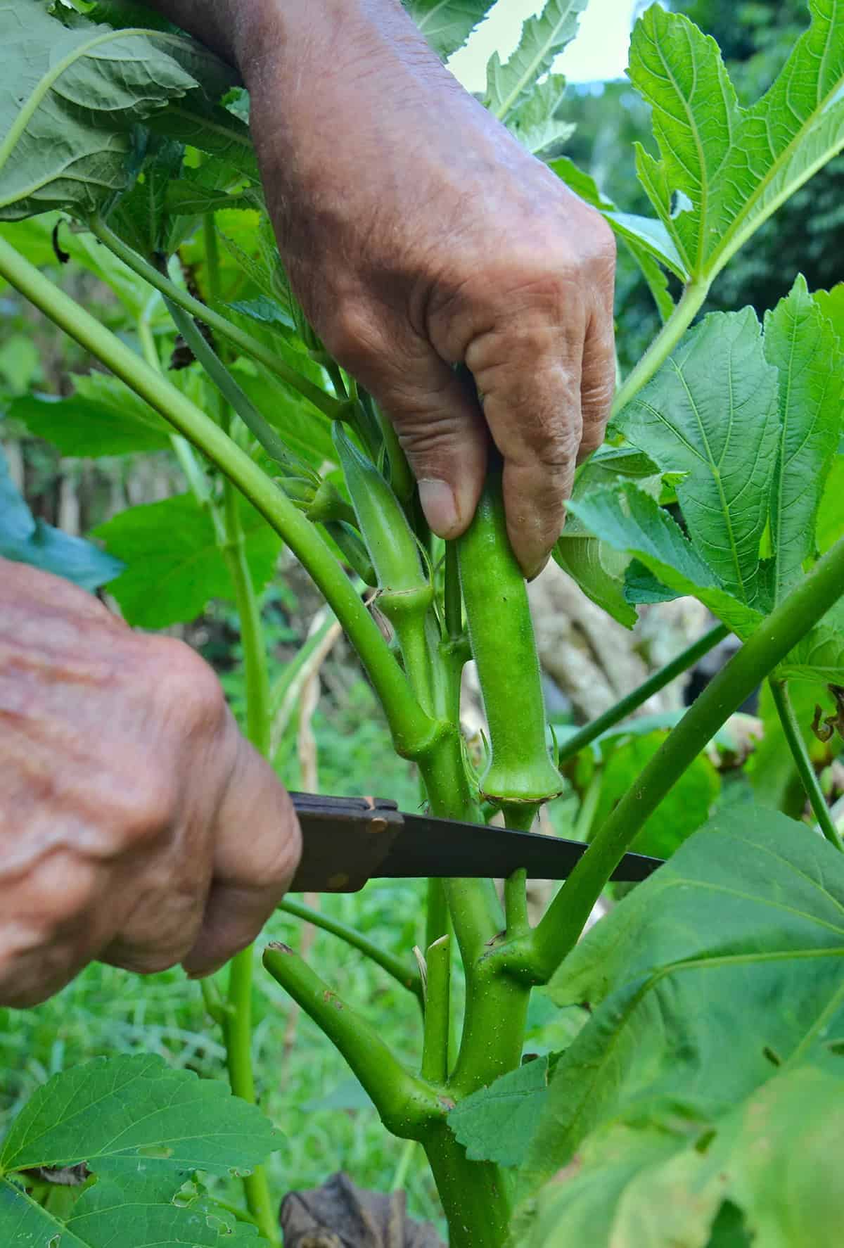 Harvest Okra Plant