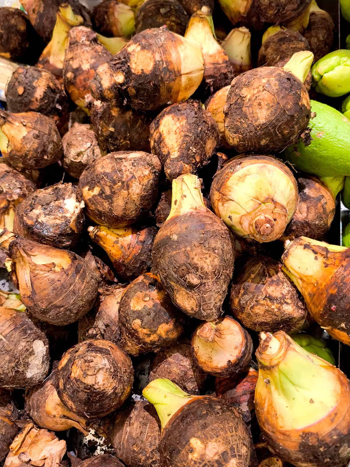 Harvest Taro Plant_1