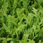 How To Grow And Care For Arugula Plant
