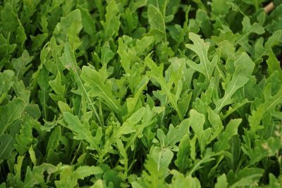 How To Grow And Care For Arugula Plant