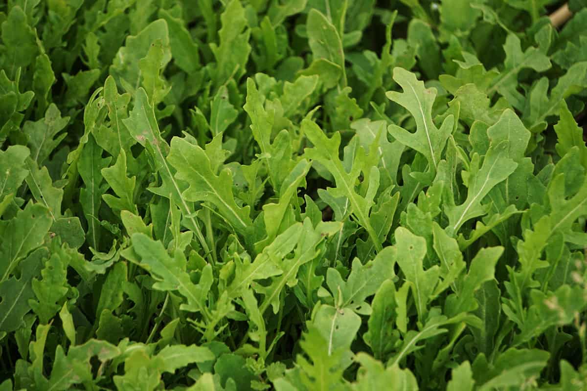 How To Grow And Care For Arugula Plant