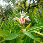 How To Grow And Care For Cardamom Plant
