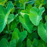 How To Grow And Care For Taro Plant_1