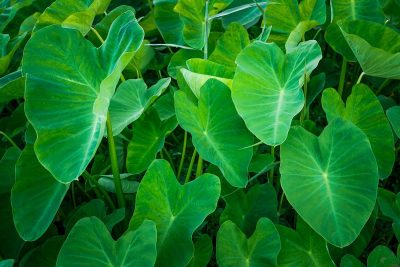 How To Grow And Care For Taro Plant_1