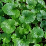 How To Grow And Care For Wasabi Plant