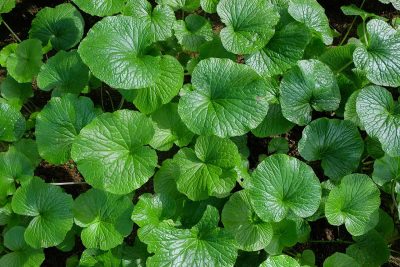 How To Grow And Care For Wasabi Plant