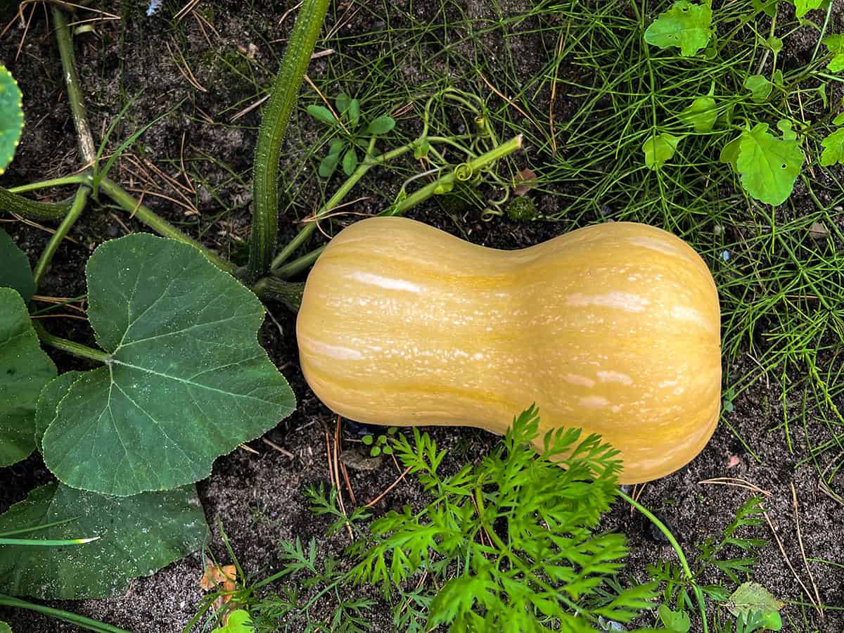 How To Grow Butternut Squash At Home