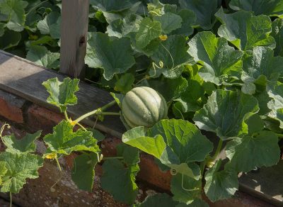 How To Grow Honeydew At Home