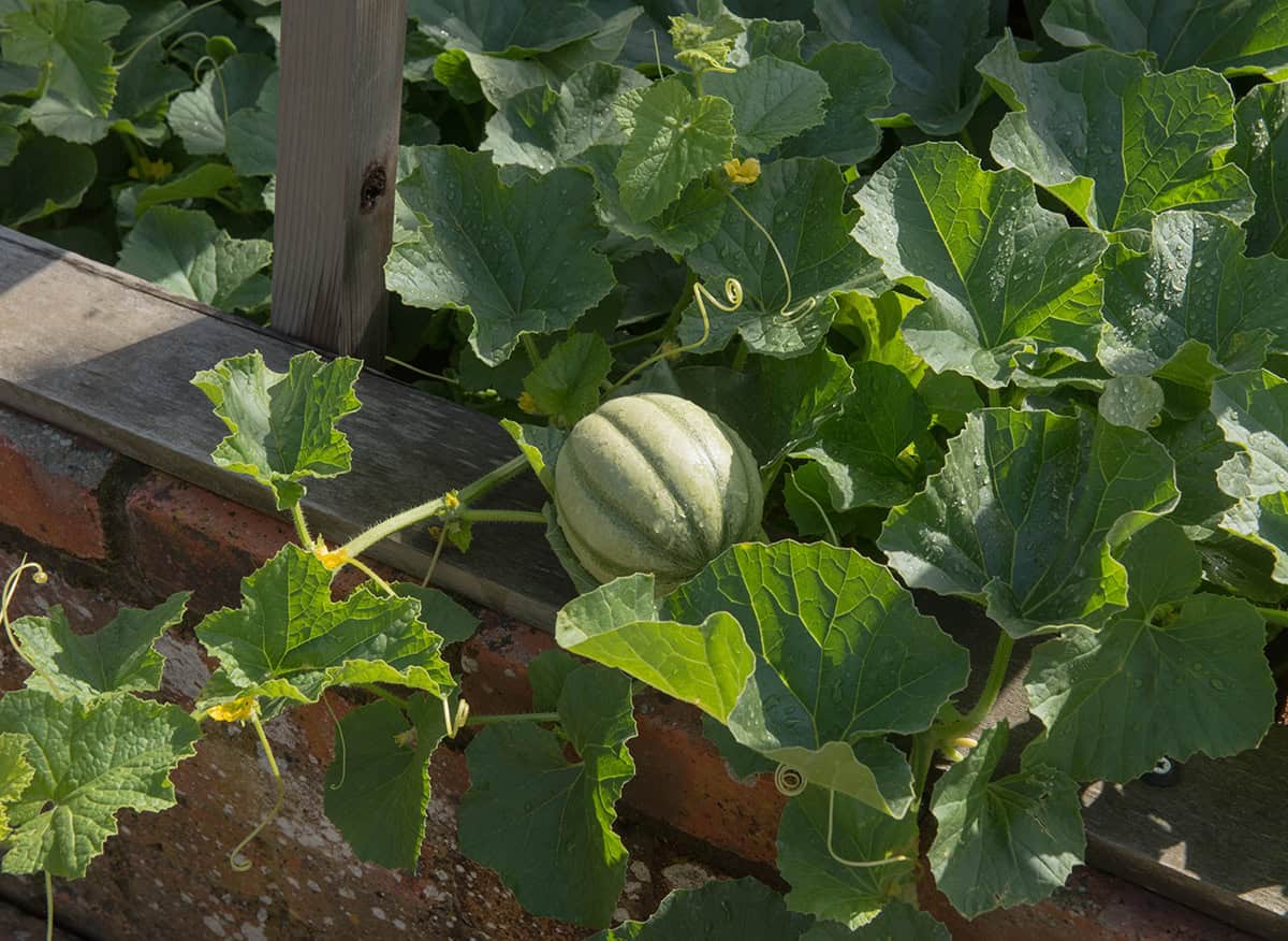 How To Grow Honeydew At Home