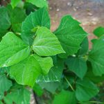 How To Grow Jicama At Home Successfully