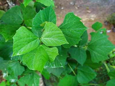 How To Grow Jicama At Home Successfully