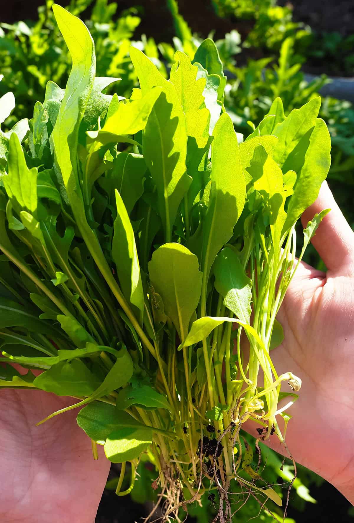 How To Harvest Arugula Arugula Plant