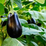 How to Grow Eggplant At Home
