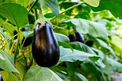 How to Grow Eggplant At Home