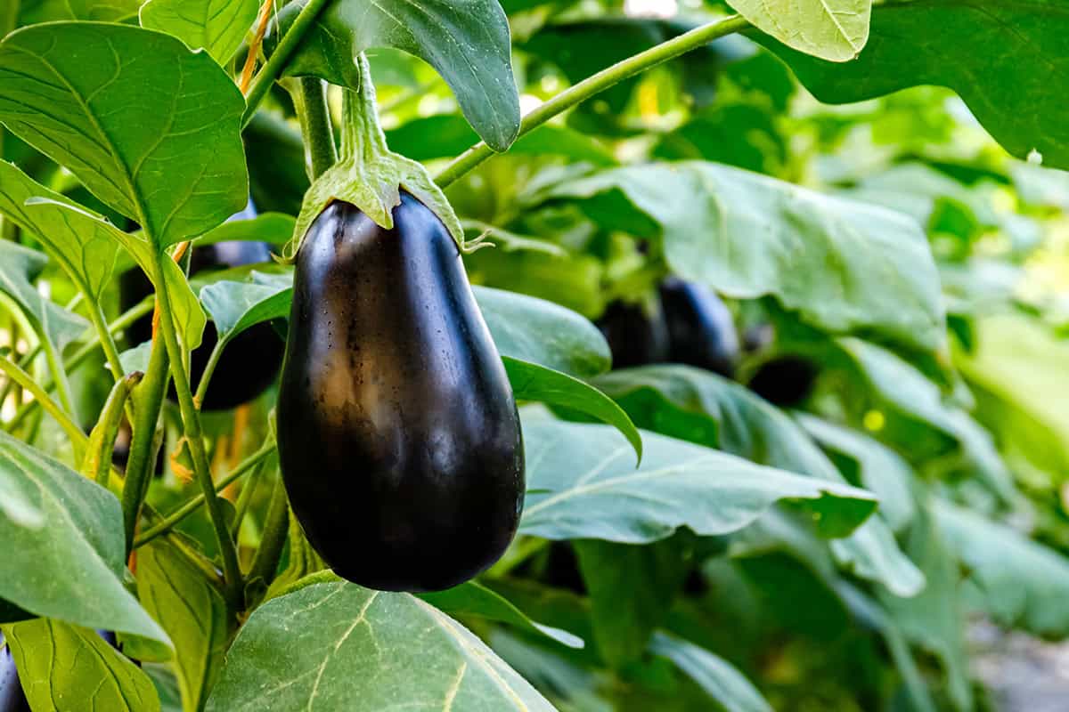 How to Grow Eggplant At Home