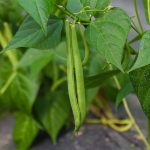 How to Grow Green Bean At Home