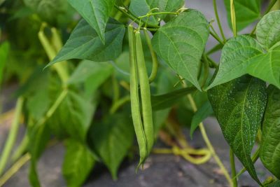 How to Grow Green Bean At Home