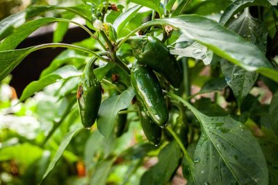 How to Grow Jalapeno Peppers At Home