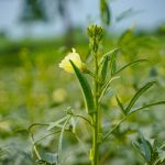 How to Grow Okra Plant At Home