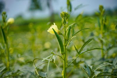How to Grow Okra Plant At Home