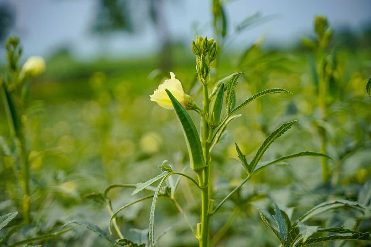 How to Grow Okra Plant At Home