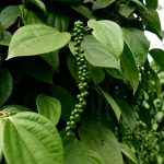 How to Grow and Care For Black Pepper Plant