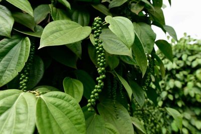 How to Grow and Care For Black Pepper Plant