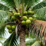 How to Grow and Care For Coconut Palm