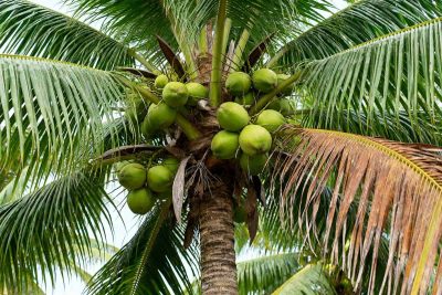 How to Grow and Care For Coconut Palm