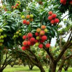 How to Grow and Care For Rambutan Tree